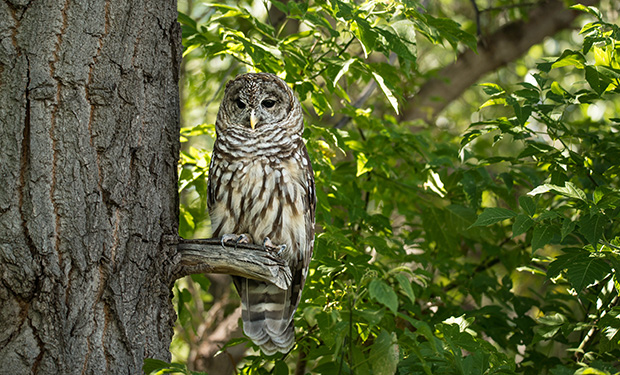 Northern spotted owl at Mt Shasta, US