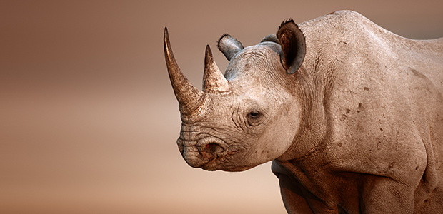 Milestone 'rhino' bond delivers 'sustainability squared'